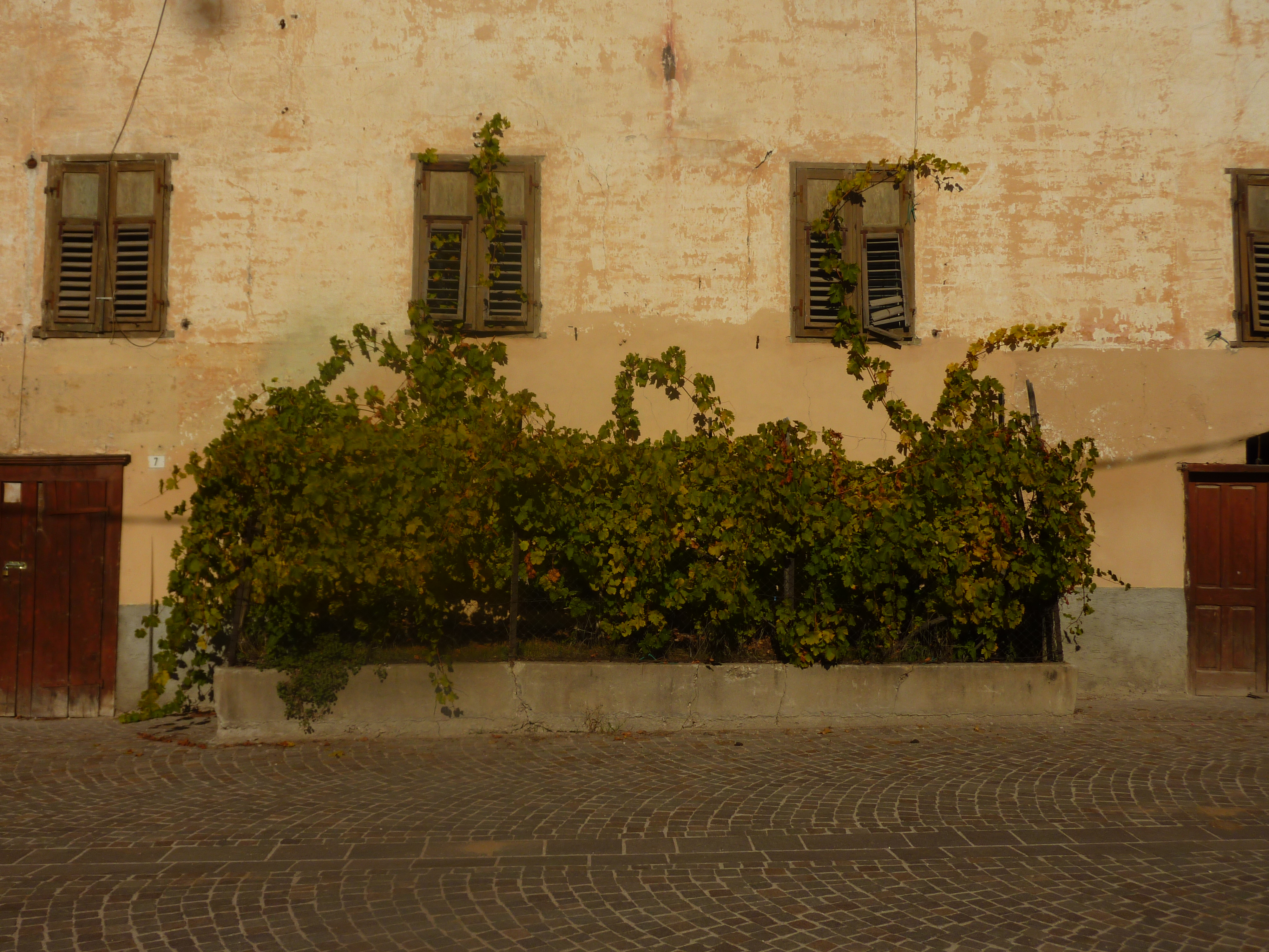 Rizzi. La vigna della Nani, Cloz - Val di Non