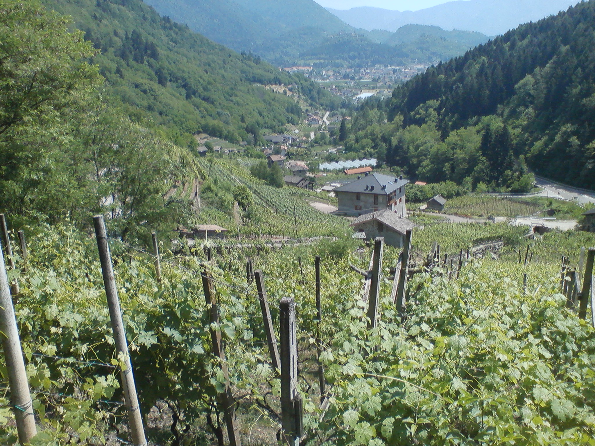 Pelz - Le vigne del Balasi.