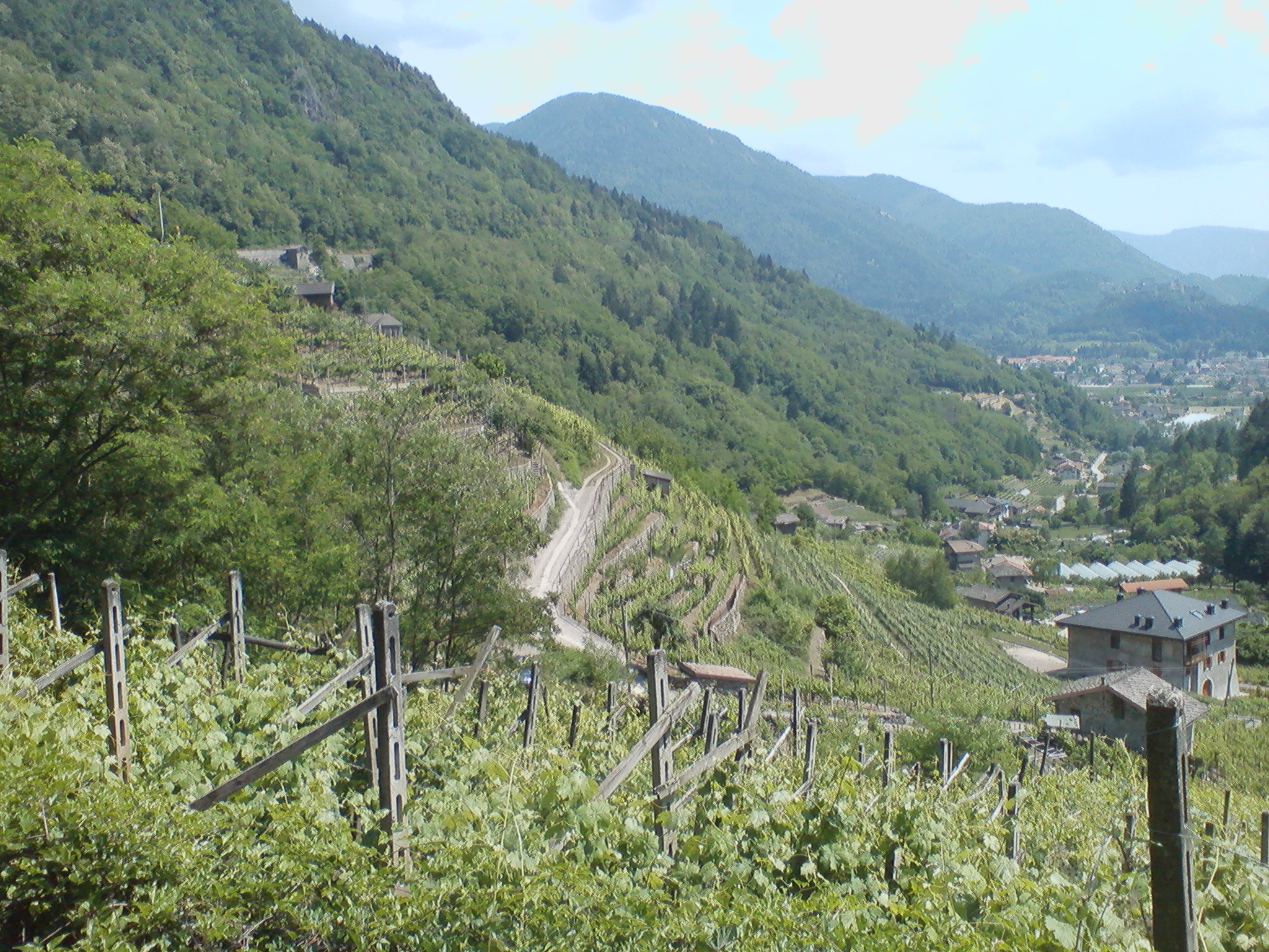 Pelz - Le vigne del Balasi.